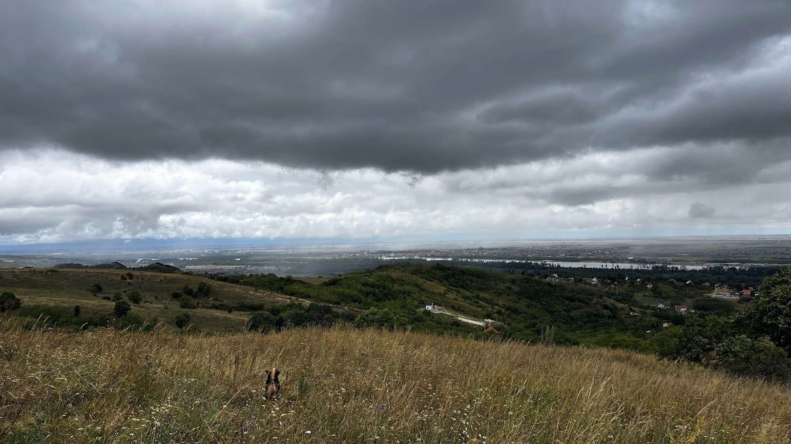 Regen zieht über die Donau; ein Hund im hohen Gras der Wiese
