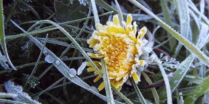 Löwenzahn im Morgenfrost
