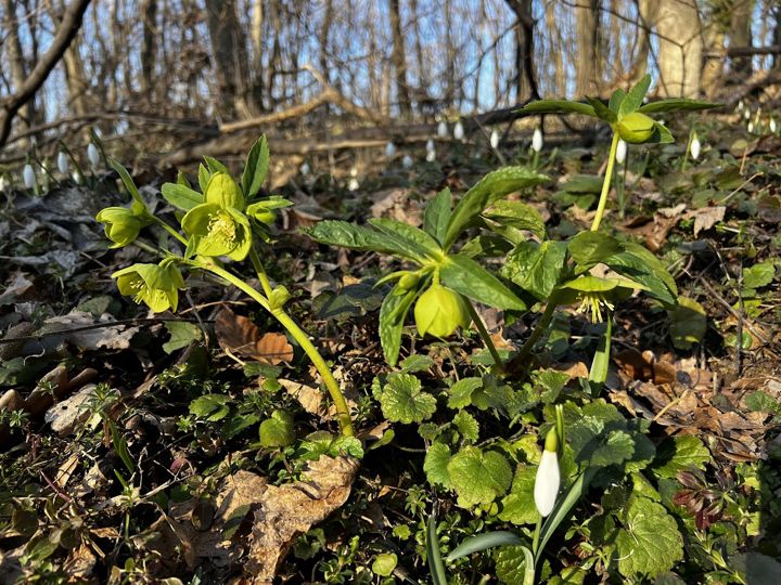 Nieswurz und Schneeglöckchen auf dem Waldboden im Vorfrühling