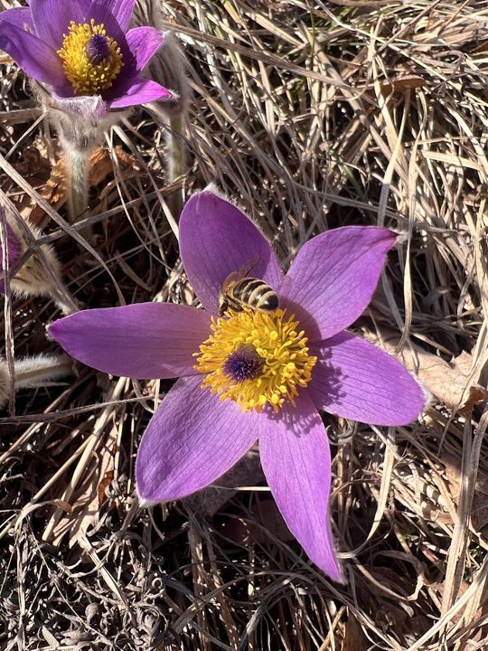 Küchenschelle (Pulsatilla) mit einer Biene im Vorfrühling