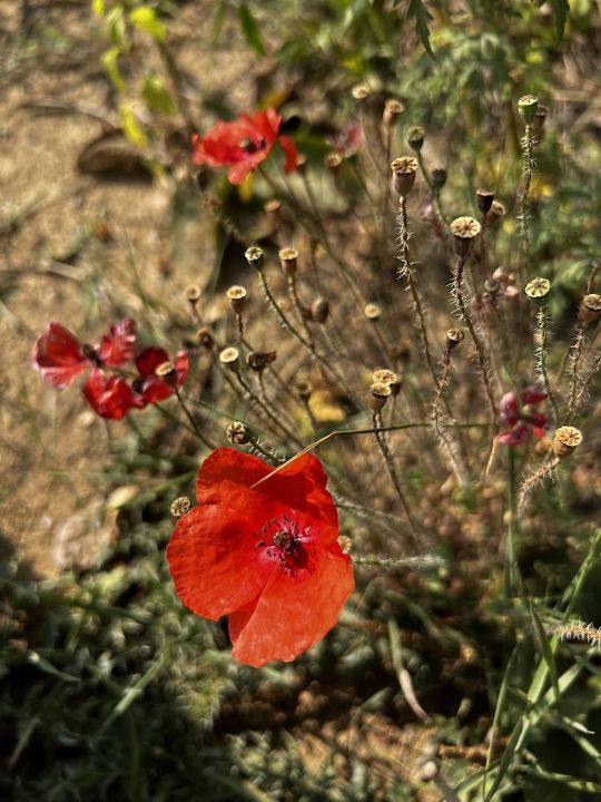 Wilder Mohn mit Samenkapseln im Sommer
