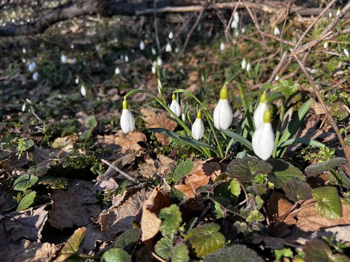 Schneeglöckchen im Wald im Vorfrühling