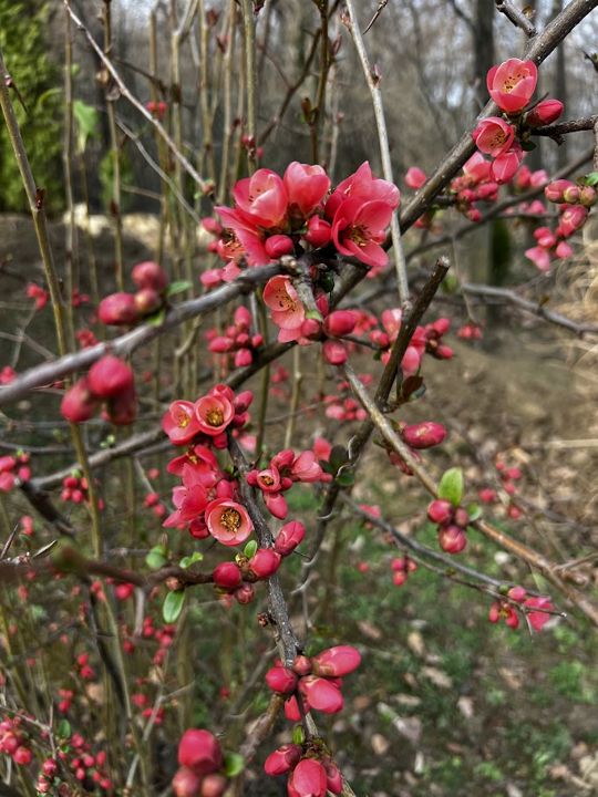 Blühende Japanische Quitte in einem Garten in Rakovac