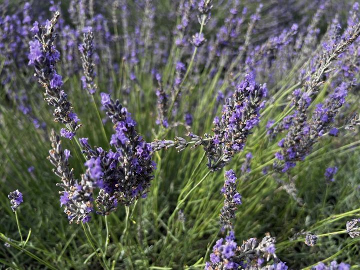 Lavendel am Kloster
