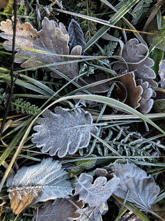 Eichenblätter und Gras im Morgenfrost