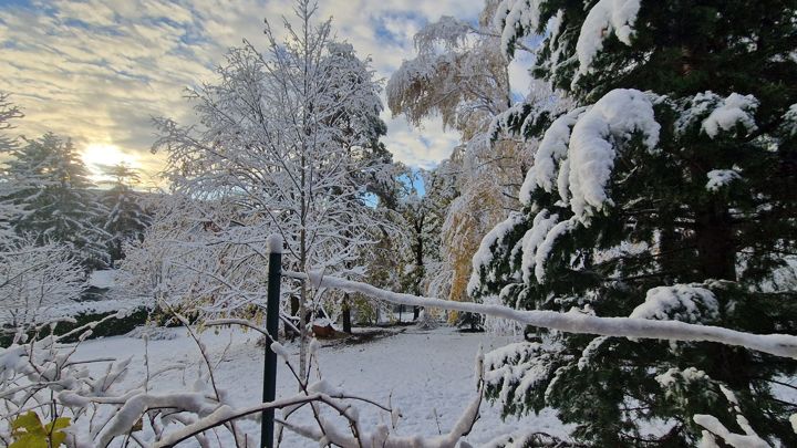 Frischer Schnee auf Birken und Tannen, die tiefe Sonne hinter den Wolken