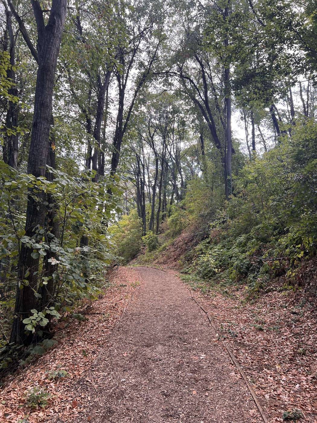 Forest path with wood chips on the way to Vrdnik Tower